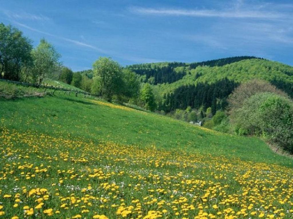Typ Murmeltier Schmallenberg Exterior photo